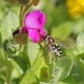 Eupeodes luniger, hoverfly, Alan Prowse